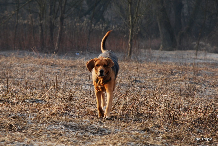 Fraszka