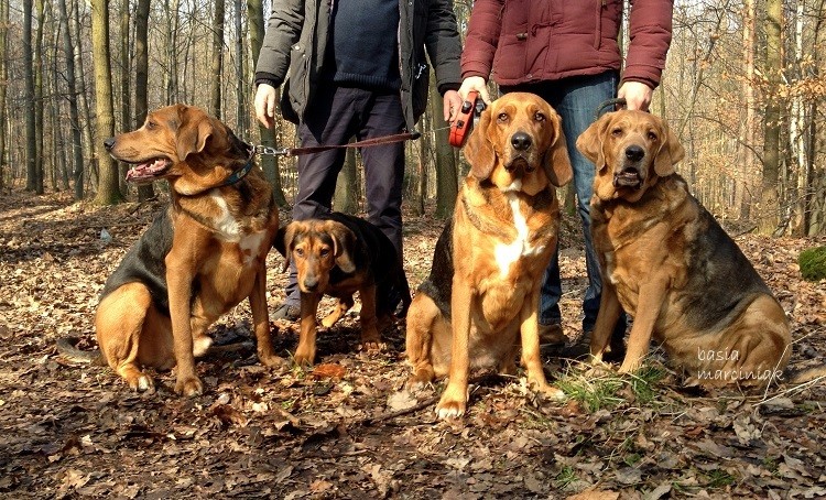 Od lewej: Uchaty, Beza, Coda i Mira