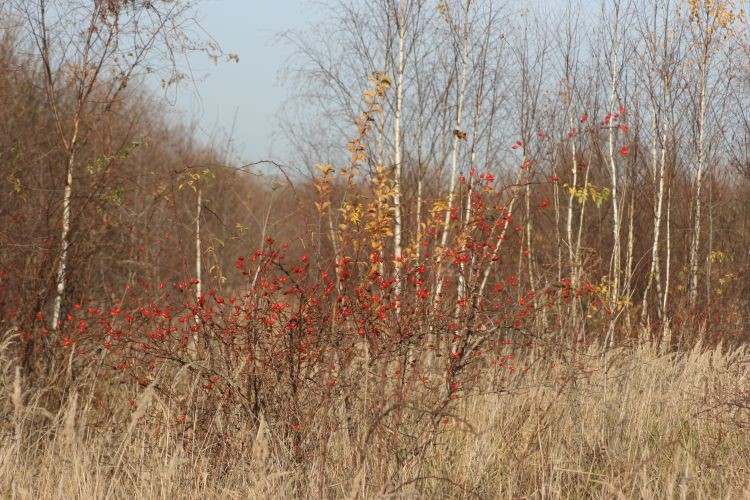 idealna róża do nalewkę przemrożona i dojrzała