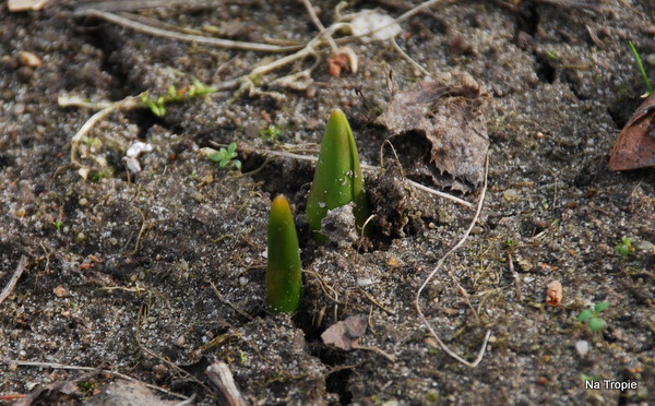 DSC_8268.JPG