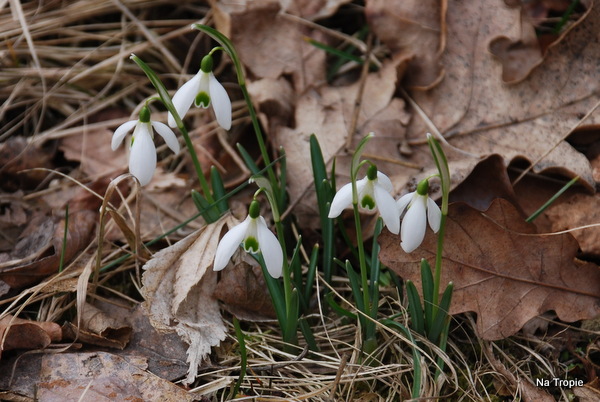 DSC_8270.JPG