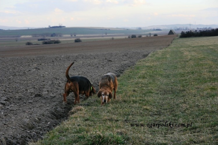 Węszenie.