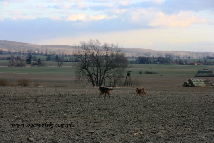 Zagaj - dogania.