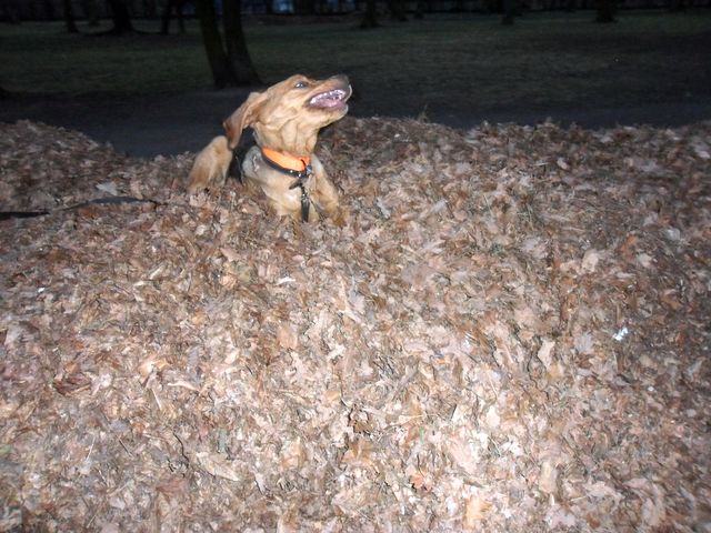 SAM_7131.JPG