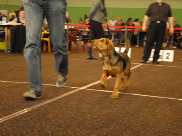 Suki. Młodsze szczenię Brocha.