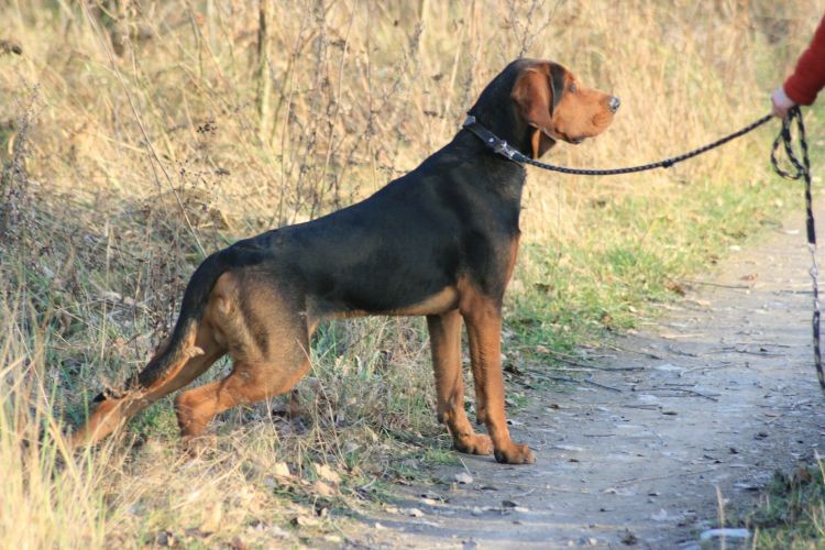 kusi go, ale nawet przez dłuższą chwilę był cierpliwy - to się w jego przypadku chwali!!