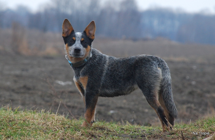 cattle dog w pełnej krasie :)