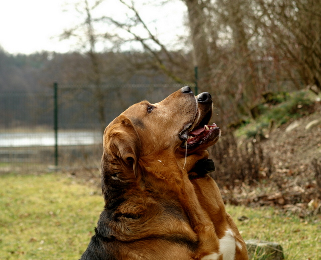 portret żebraczy