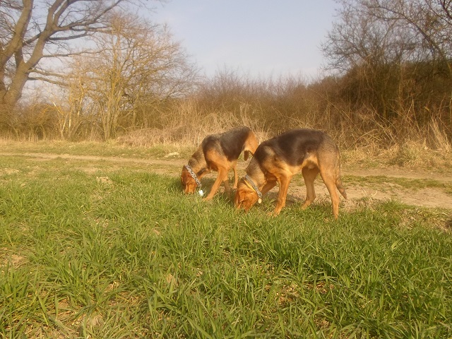 SAM_2274.JPG