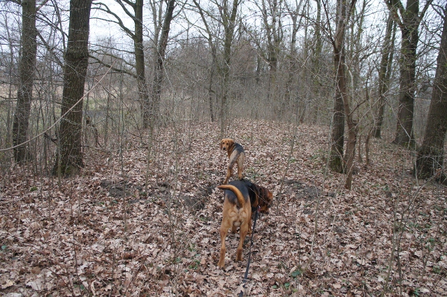 Ares i Bona