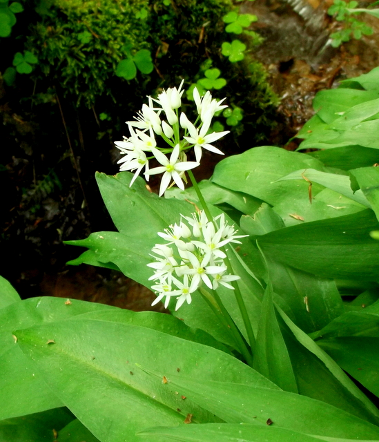 DSCF9552.JPG