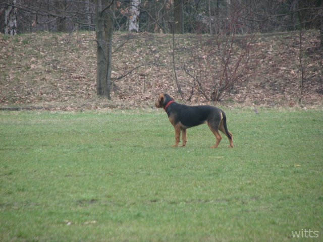 Niedowzrost 1
