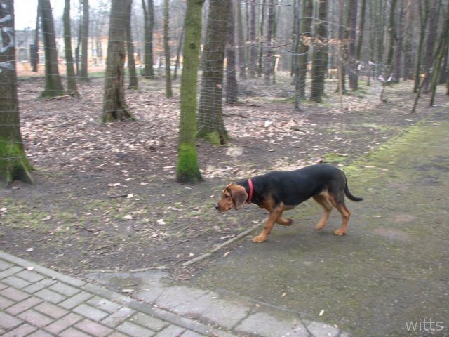 Niedowzrost 2