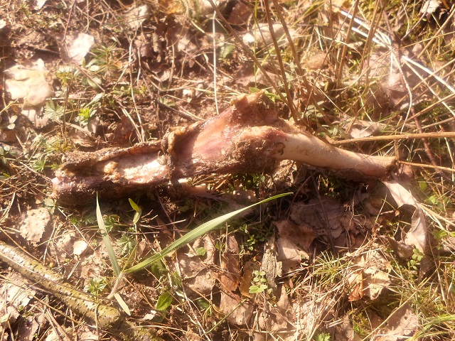Taki mały drobiazg dla Pańci.