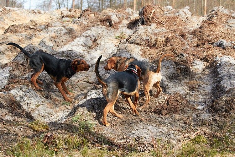 Burza, Beza i Rosia