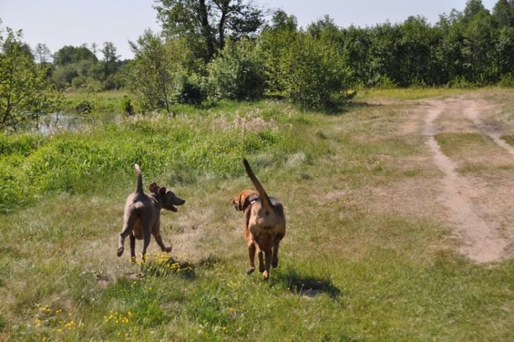 Milka (teraz to już mama dwóch miotów) i Iskra