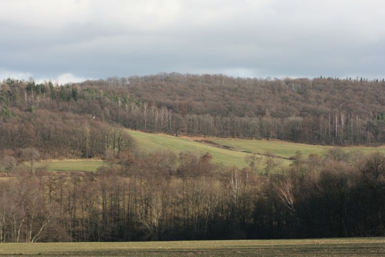 w tych lasach też bywamy i fotki wklejamy