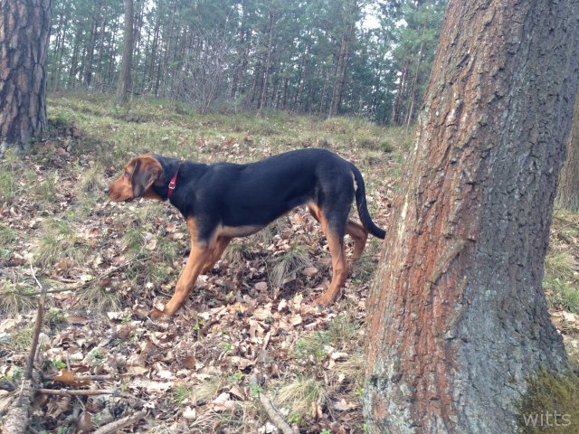 Burza