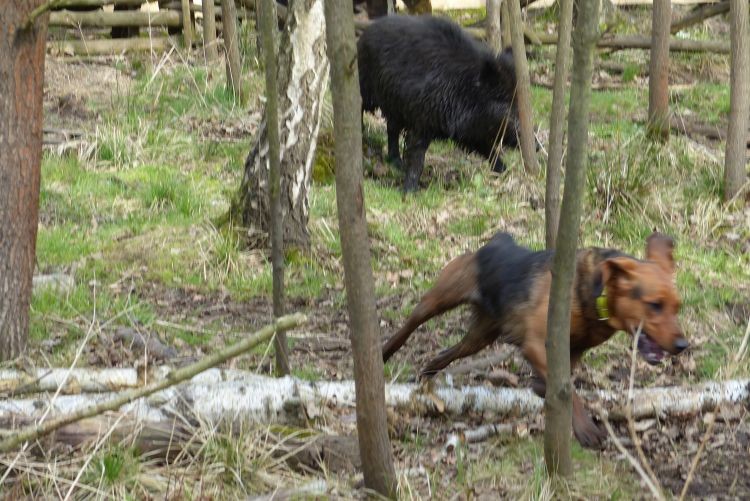 inna salwa niż ostatnio na koniec