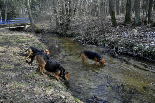 Zagłoba z Gończaków,Basior Sfora Nemroda,Ważka Sfora Nemroda.jpg