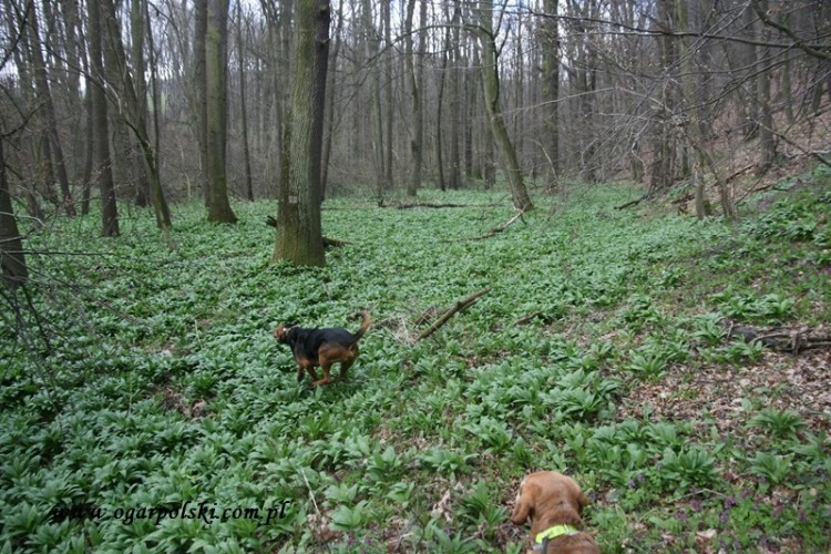 Doglądamy uprawy.