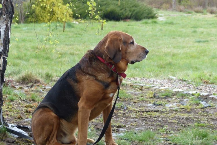 ARES