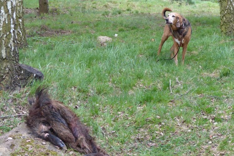 KALIF najlepiej oszczekujący ogar spotkania