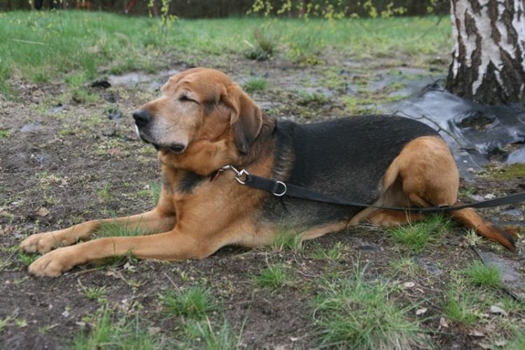 senny (Ares).