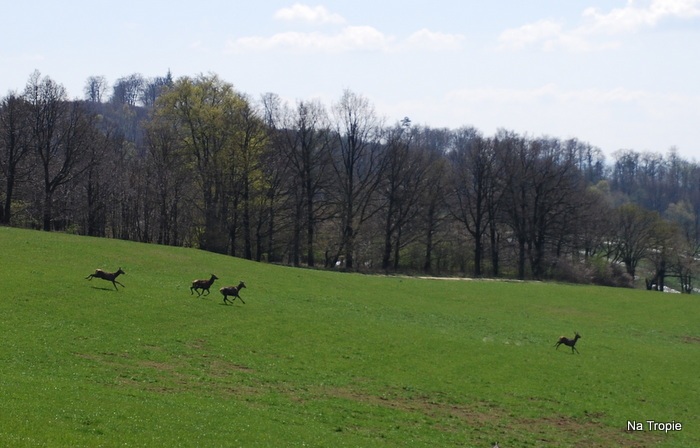 1-WROCŁAW grll 18.04.2015 297.jpg