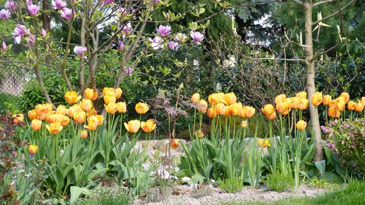 tulipany 1.JPG