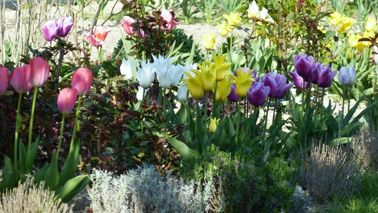 tulipany 2.JPG