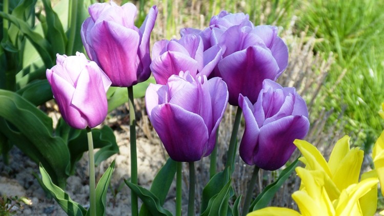 tulipany 3.JPG