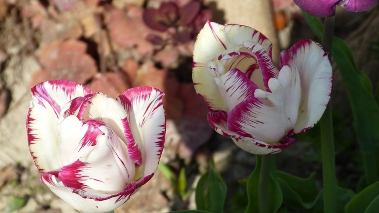 tulipany 5.JPG