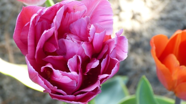 tulipany 6.JPG