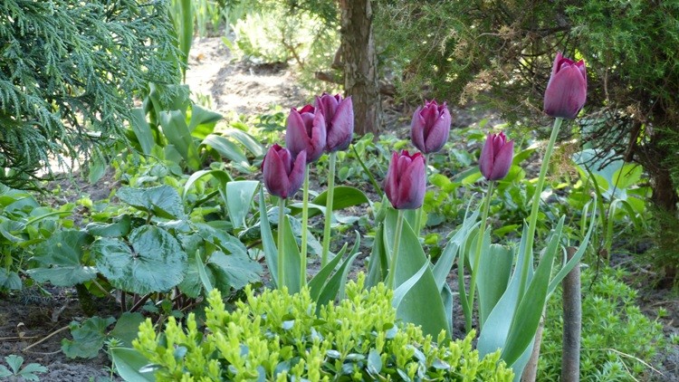 tulipany 7.JPG