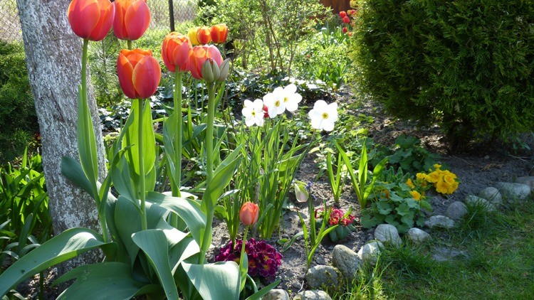 tulipany 8.JPG