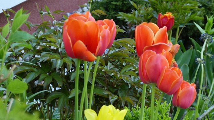 tulipany 9.JPG
