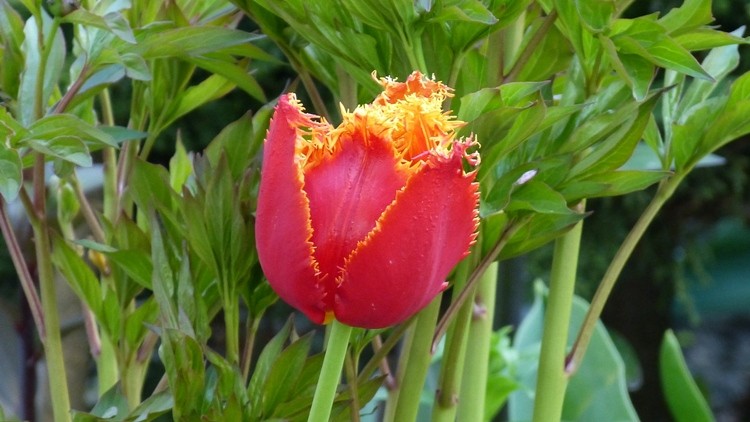 tulipany 10.JPG