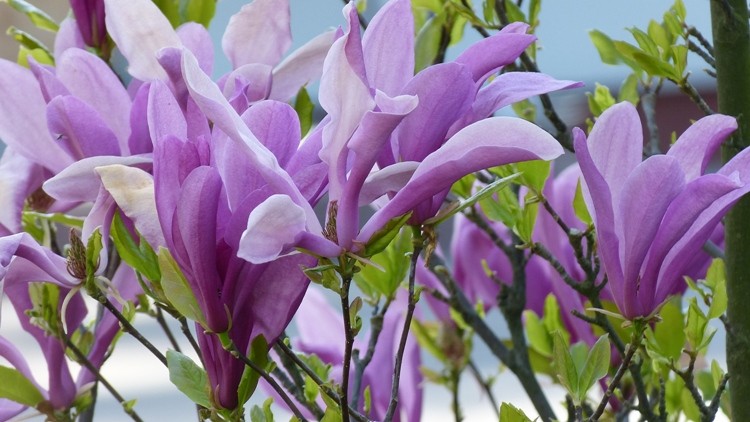 magnolia 2.JPG