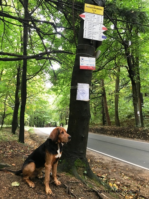 Przełęcz Woliborska