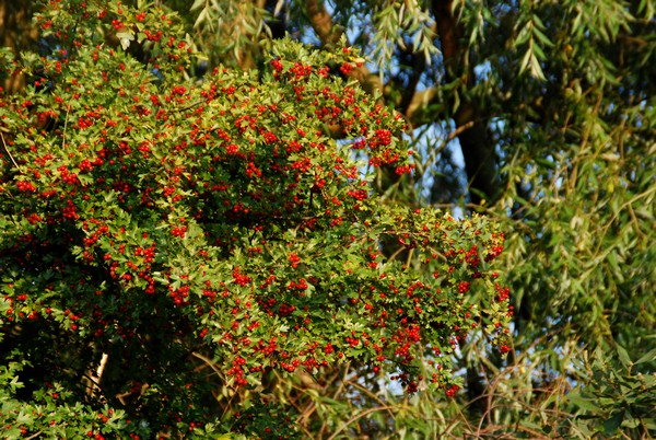 DSC_6616.JPG