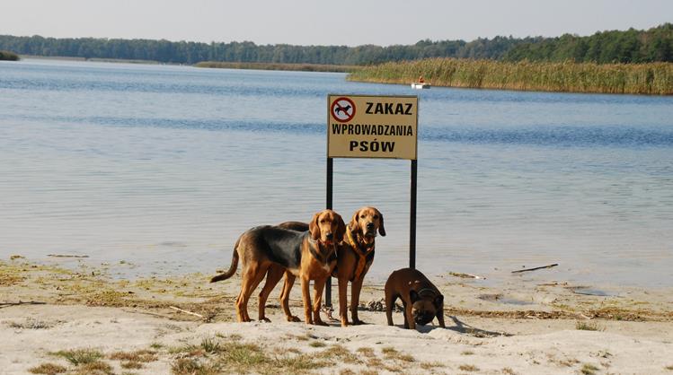 Cyga, Krajka i Ginger
