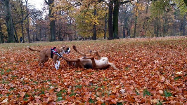 2016-11-06 2016-11-06 001 080.JPG