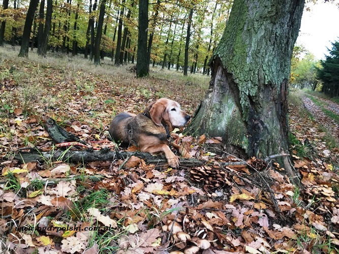 W czasie szukania grzybów, ja pachnę po królewsku!