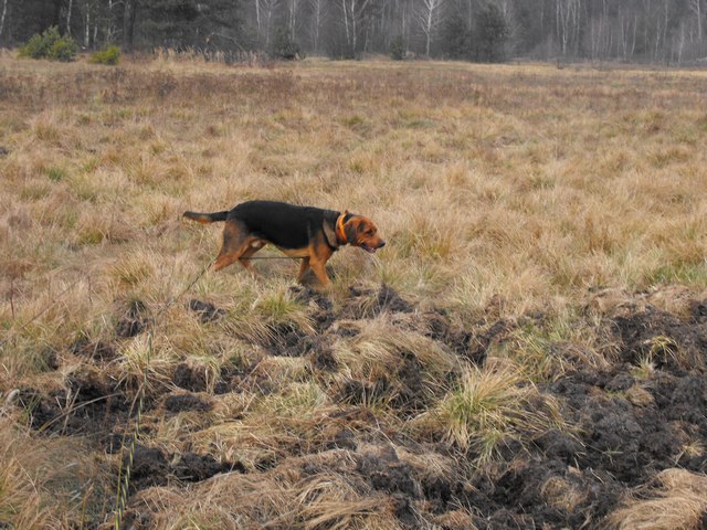 2009_1206Puławy0011.JPG