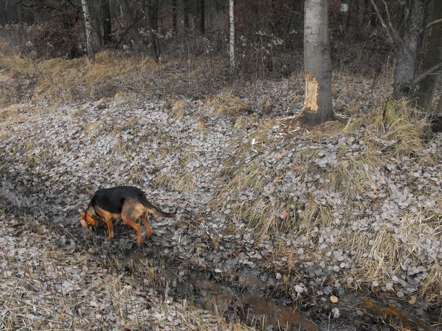 2009_1206Puławy0028.JPG