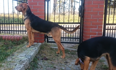 Typowa postawa Bachmata. Za każdym razem gdy ktoś przechodzi obok domu, Bach leci sprawdzić kto to może być, a żeby lepiej widzieć staje właśnie w ten sposób :) Fajnie to wygląda, jest bardzo dostojny.