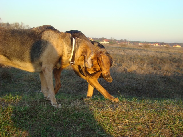 DSC09771.JPG