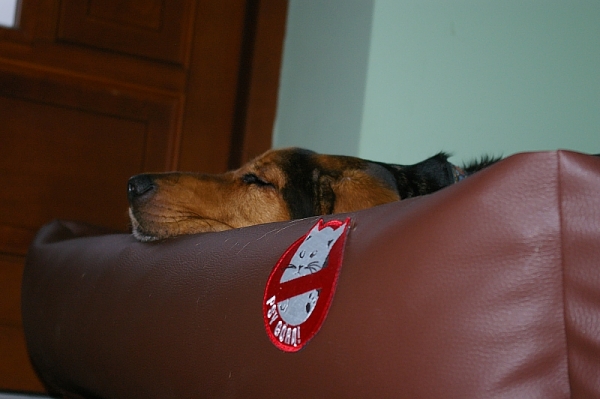 IMGP3474.jpg
