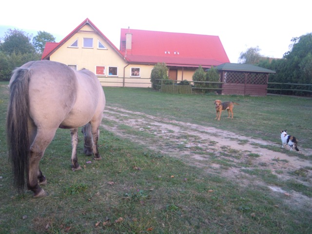 (6) Hańcza z przyjaciółką Fredzią w Bukowinie k.Wrocławia.JPG
